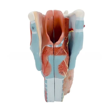 Anatomijos Gerklų Modelis Gerklės Anatomija Modelio Mokymo Prop