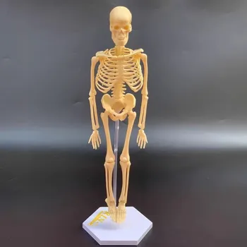 Mokymo priemonýmis medžiagų bandymų žmogaus skeletas asamblėjos modelis mokslo populiarinimo įranga